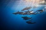 Man free diving with False killer whales, Revillagigedo Islands, Socorro, Baja California, Mexico