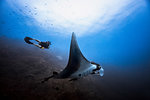 Giant Oceanic Pacific manta ray glides by male diver, Revillagigedo Islands, Socorro, Baja California, Mexico