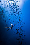 Diver swimming with school of fish, Revillagigedo Islands, Socorro, Baja California, Mexico