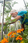 Senior man in greenhouse