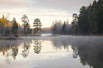 Forest by lake in Lotorp, Sweden