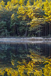 Autumnal forest by lake