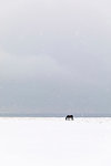 Horse in snow covered field