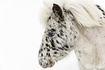 Black and white horse on snow