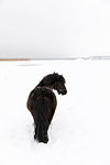 Horse in snow covered field