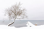 Snow covered tree by lake
