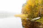 Trees and boat beside lake under fog