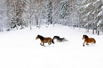 Brown horses running through snow