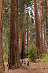 Hikers in forest