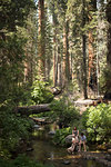 Hikers by river in forest