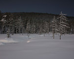 Bare forest in snow