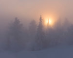 Snow covered trees in fog at sunset