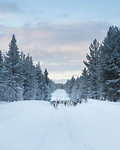 Reindeer on snow between trees