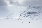 Markers in snow of Kungsleden trail in Lapland, Sweden