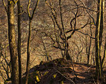 Bare beech trees in Soderasen National Park, Sweden