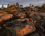 Pine trees on rocks in Skuleskogen National Park, Sweden