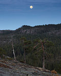 Pine tree forest in Skuleskogen National Park, Sweden