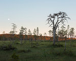Pine trees in field in Koppgangen Nature Reserve, Sweden