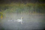 Whooper swans swimming in lake