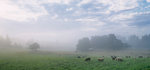 Sheep in foggy field