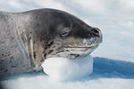 Head shot of a Leopard seal on an ice in Antarctica