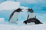 Gentoo Penguins playing on the ice Cuvervile Island, Antarctica