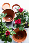 Still life of rose plants and terracotta flower pots, overhead view