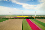 Windfarms both on and offshore, blossoming bulb fields in polder, Urk, Flevoland, Netherlands