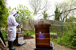 Male beekeeper tending beehives in walled garden