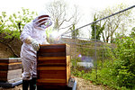 Male beekeeper removing beehive lid in walled garden