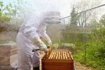 Male beekeeper removing honeycomb frame from beehive in walled garden