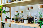 Bottled plants on shelf in nursery