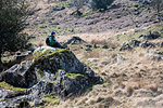 Boy exploring national park, Llanaber, Gwynedd, United Kingdom