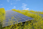 Solar panels surrounded by mustard plants at solar farm, Geldermalsen, Gelderland, Netherlands