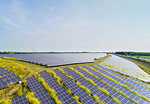 Solar panels surrounded by mustard plants at solar farm, Geldermalsen, Gelderland, Netherlands