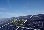 Solar panels at solar farm, Geldermalsen, Gelderland, Netherlands