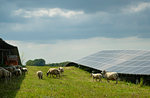 Sheep grazing mustard plants at solar farm, Geldermalsen, Gelderland, Netherlands