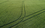 Wheatfield with tractor tracks, Geersdijk, Zeeland, Netherlands