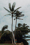 Woman placing her kayak against coconut tree, Princeville, Hawaii, US