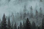 Fog covering valley of fir trees, Yosemite National Park, California, United States