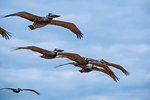 Small group of seabirds flying in sky, low angle side view