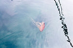 Jellyfish in sea, underwater