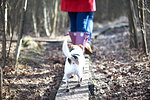 Cute dog following owners hiking on plank in autumn woods