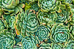 Close-up of Echeveria, Hen and Chicks succulents in San Miguel de Allende, Guanajuato, Mexico