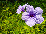 Nature beauty   Purple colour flowers