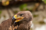 Close-up of a Steppe Eagle (Aquila Nipalensis). Bird of prey portrait.