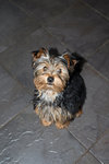 young grey mini yorkie terrier sitting on a slate floor