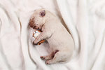 Newborn yellow labrador puppy dog sleeping on white blanket - closeup