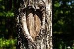 Tree bark in the shape of heart.