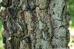 Rough old bark of a birch tree